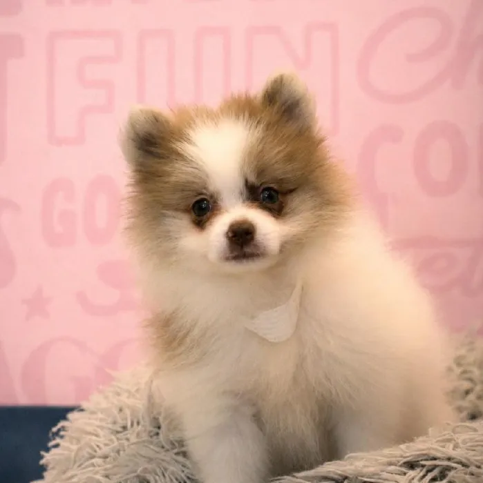 Female Pomeranian puppy named Mariah for sale at Waggles Greensboro.