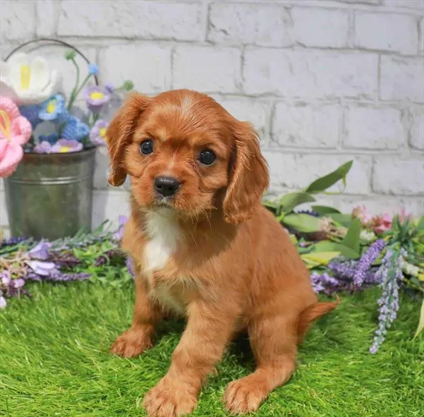 Male Cavalier King Charles Spaniel puppy named Link for sale at Waggles Greensboro.
