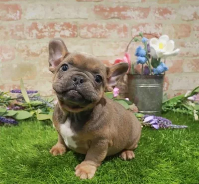 Male French Bulldog puppy named Nemo for sale at Waggles Greensboro.