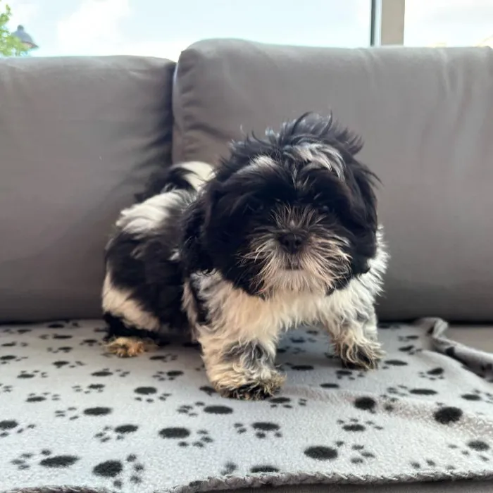 Male Shih Tzu Puppy for Sale in Charlotte, NC