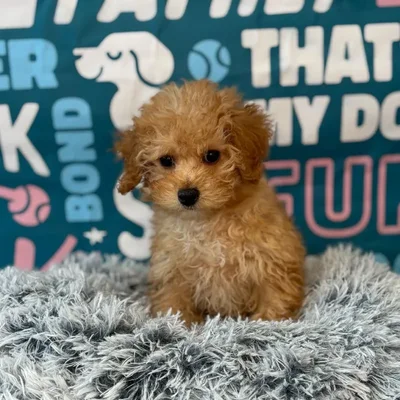 Female Poodle Puppy for Sale in Charlotte, NC