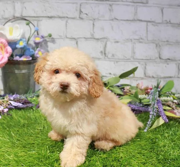 Male Mini Poodle puppy named Simba for sale at Waggles Charlotte.