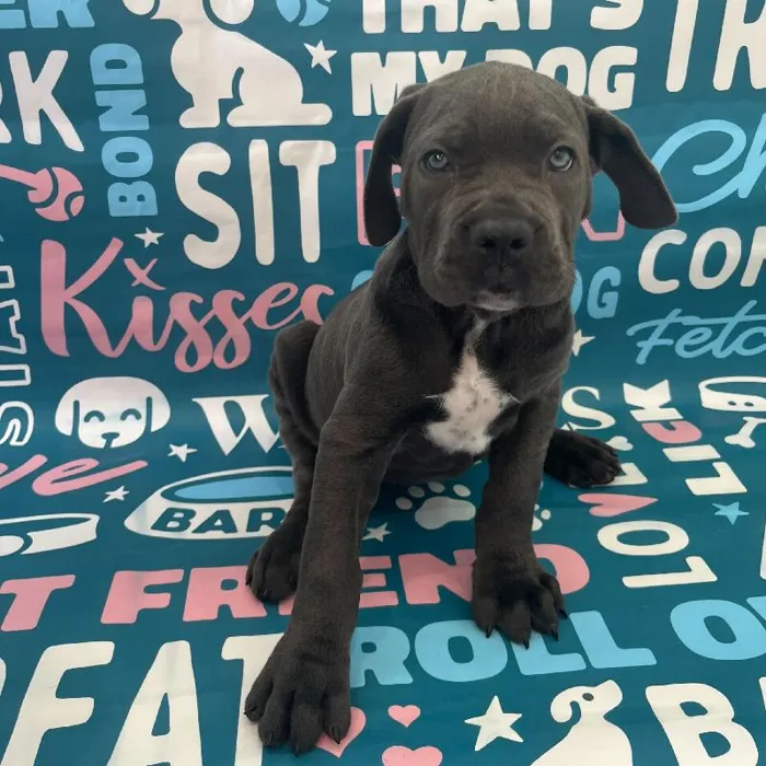 Female Cane Corso Puppy for Sale in Charlotte, NC