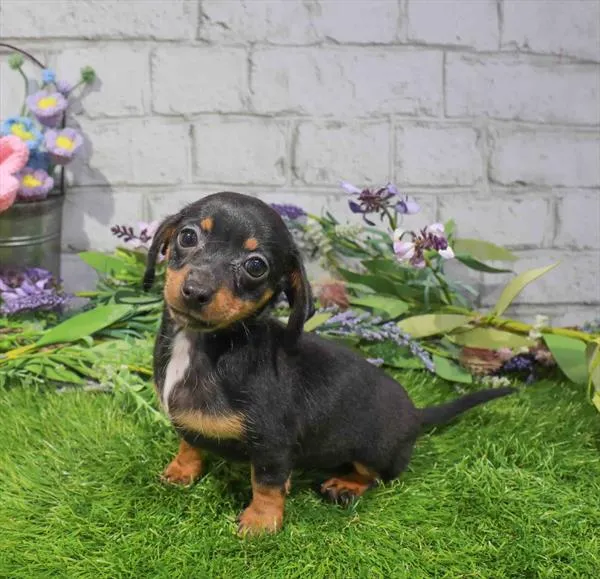 Female Chiweenie puppy named Muffin for sale at Waggles Greensboro.