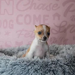 Male Chihuahua puppy named Apollo for sale at Waggles Greensboro.
