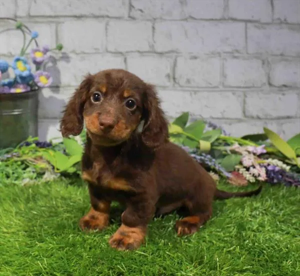 Male Dachshund puppy named Gus for sale at Waggles Charlotte.