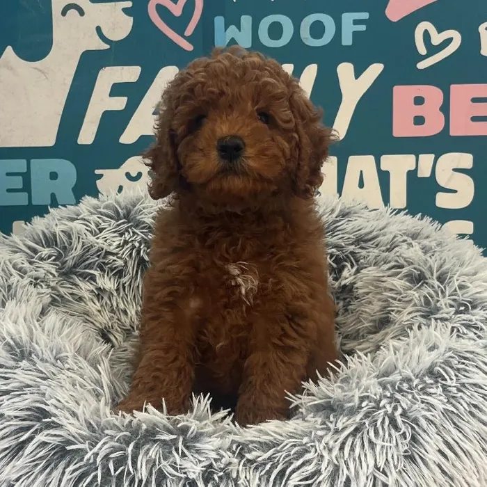 Female Mini Goldendoodle 2Nd Gen puppy named Lucy for sale at Waggles Charlotte.
