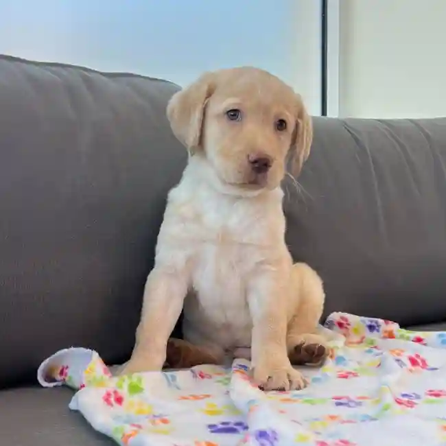 Male Labrador Retriever Puppy for Sale in Charlotte, NC