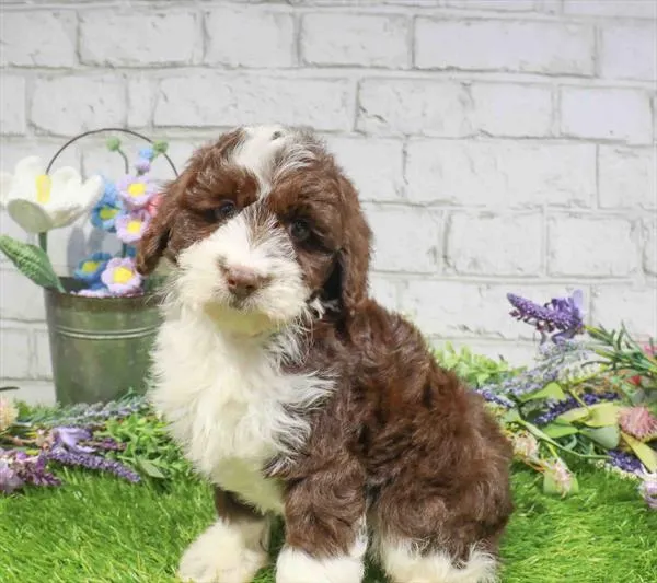 Female Hybrid puppy named Mertle for sale at Waggles Greensboro.