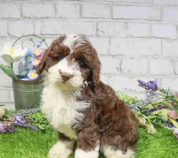 Female Aussiedoodle puppy named Mertle for sale at Waggles Greensboro.