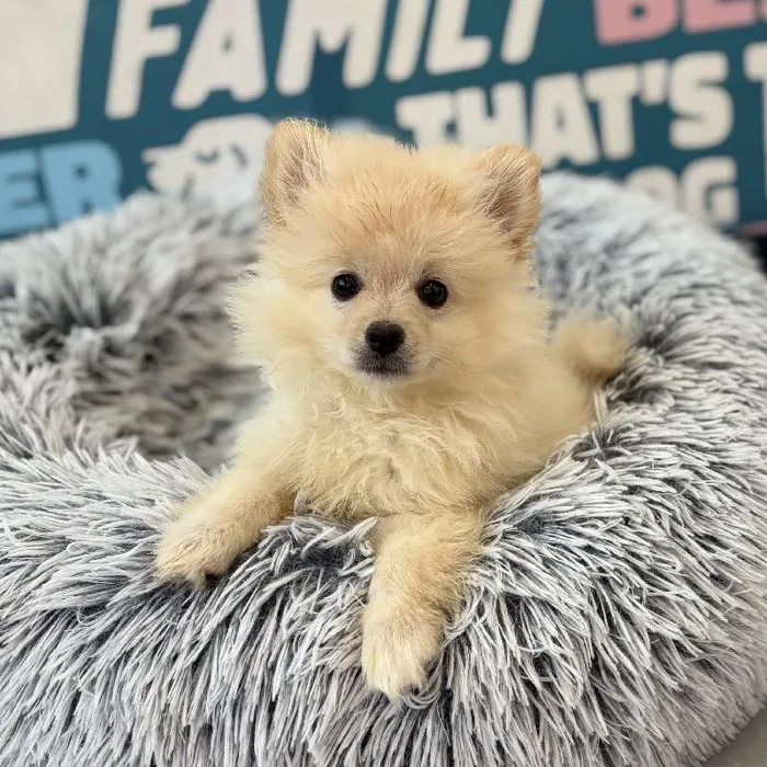 Male Pomeranian puppy named Clarke for sale at Waggles Charlotte.
