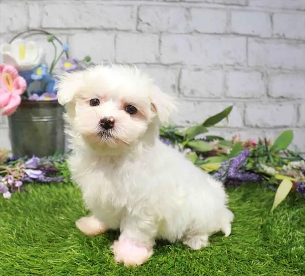 Male Maltese puppy named Luigi for sale at Waggles Greensboro.