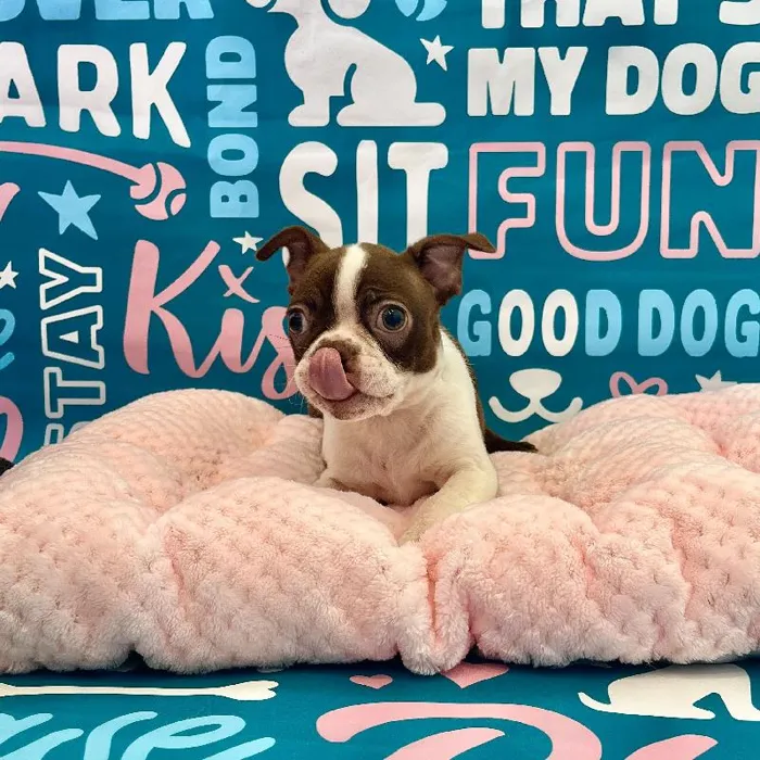 Male Boston Terrier Puppy for Sale in Charlotte, NC