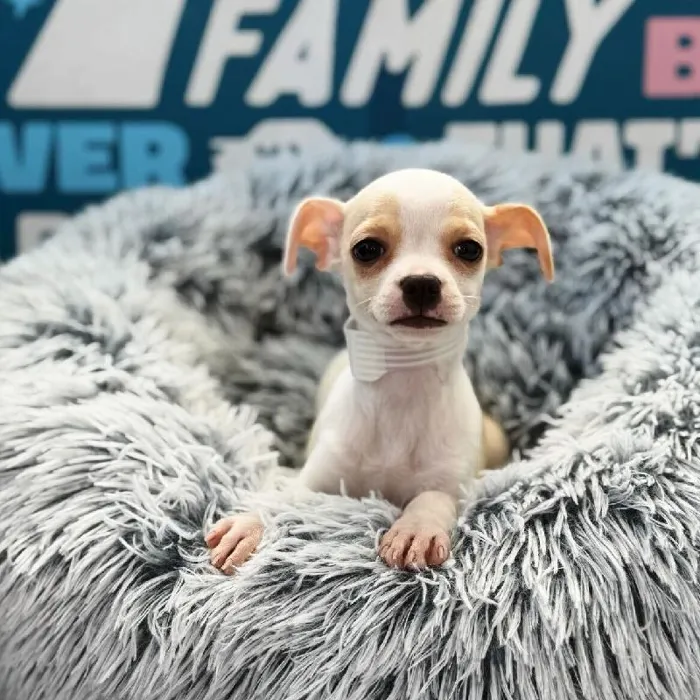 Male Chihuahua puppy named Rowan for sale at Waggles Charlotte.