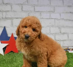 Male Mini Goldendoodle 2Nd Gen puppy named Kai for sale at Waggles Greensboro.