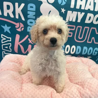 Female Bichapoo Puppy for Sale in Charlotte, NC