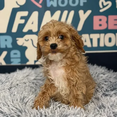 Male Cockapoo Puppy for Sale in Charlotte, NC