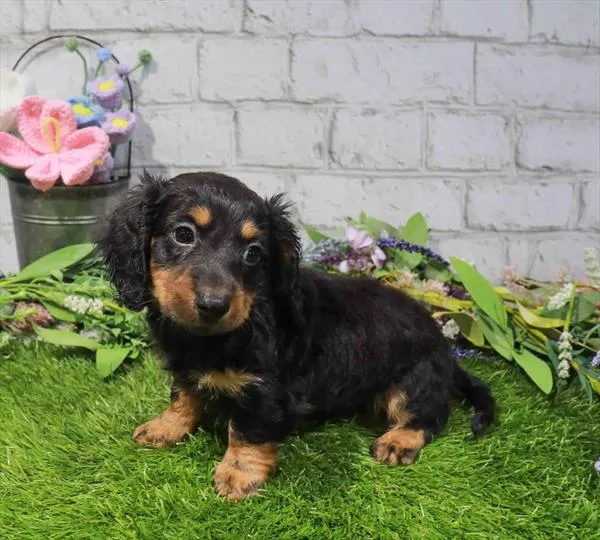 Male Dachshund puppy named Apple for sale at Waggles Charlotte.