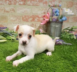 Male Chihuahua puppy named Rowan for sale at Waggles Charlotte.