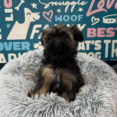 Female Shorkie puppy named Birdie for sale at Waggles Charlotte.