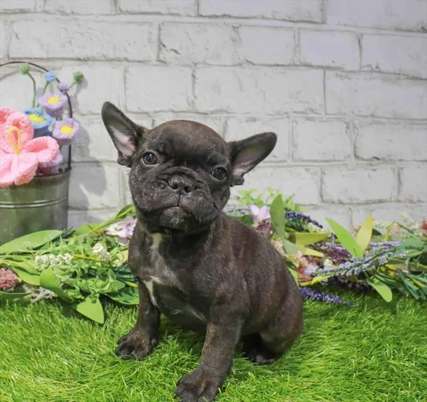 Male French Bulldog puppy named Melon for sale at Waggles Charlotte.
