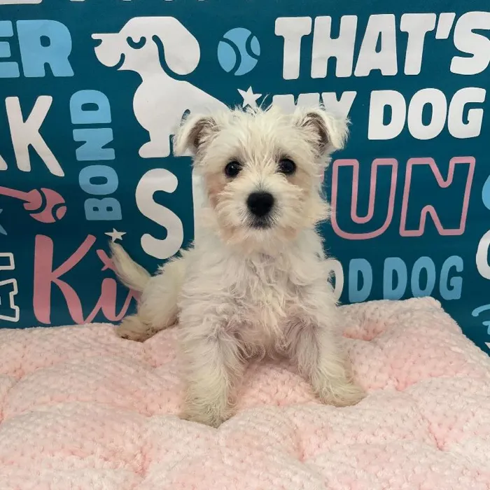 Female West Highland White Terrier Puppy for Sale in Charlotte, NC
