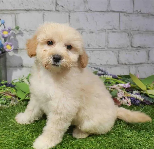 Female Havapoo puppy named Sadie for sale at Waggles Charlotte.
