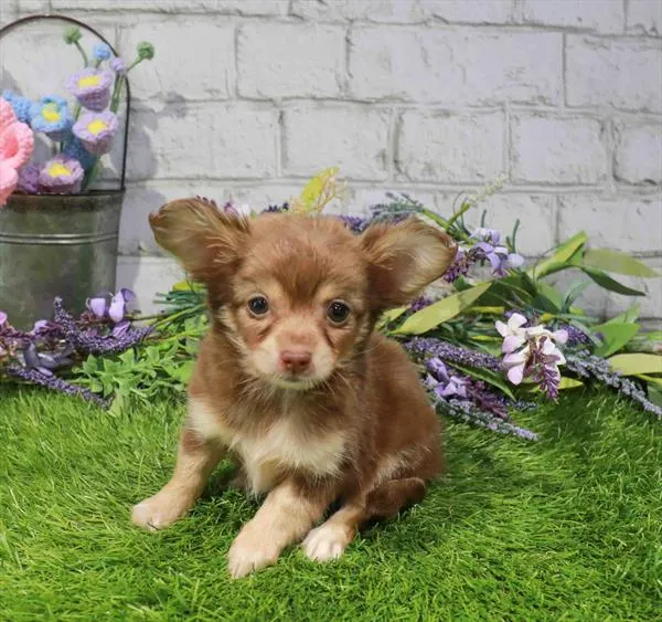 Female Chihuahua puppy named Kiara for sale at Waggles Greensboro.