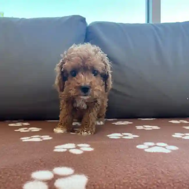 Male Cavapoo Puppy for Sale in Charlotte, NC