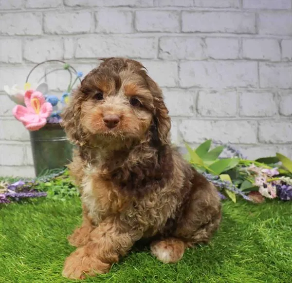 Male Cockapoo puppy named Koe for sale at Waggles Greensboro.