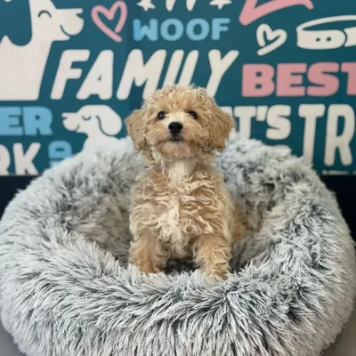 Female Bichapoo Puppy for Sale in Charlotte, NC