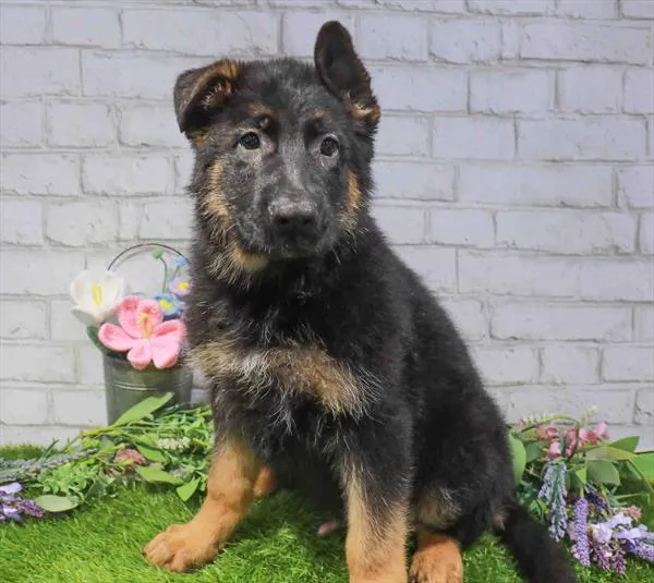 Male German Shepherd puppy named Woody for sale at Waggles Greensboro.