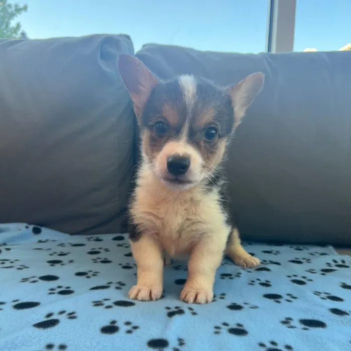 Male Pembroke Welsh Corgi Puppy for Sale in Charlotte, NC