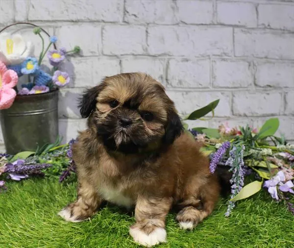 Female Shih Tzu puppy named Tiana for sale at Waggles Charlotte.