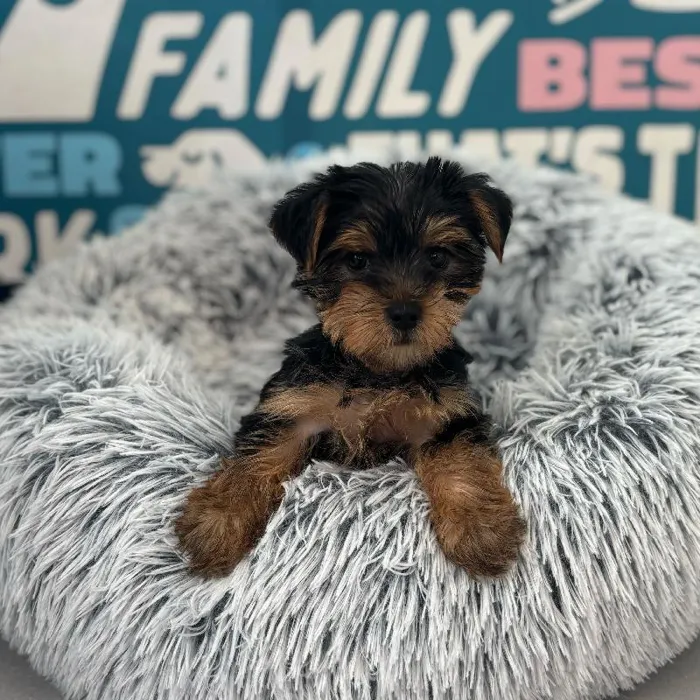 Female Yorkie puppy named Lily for sale at Waggles Charlotte.