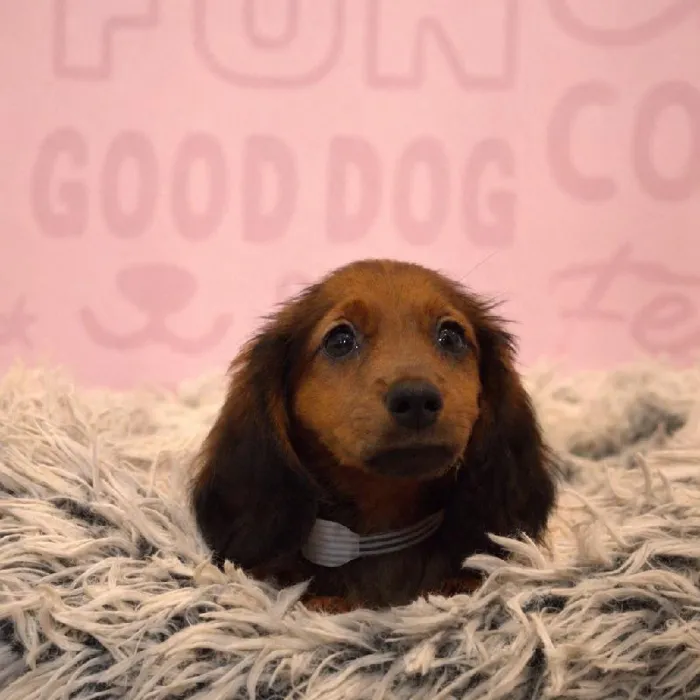 Male Dachshund puppy named Ed for sale at Waggles Greensboro.