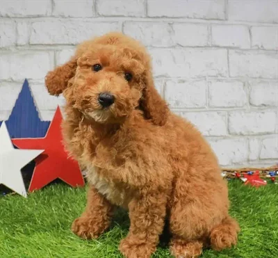 Female Mini Goldendoodle 2Nd Gen puppy named Jessie for sale at Waggles Charlotte.