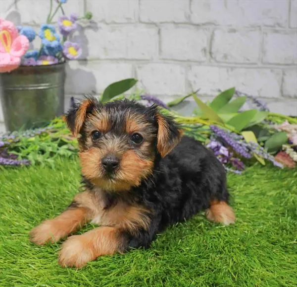 Male Yorkie puppy named Oscar for sale at Waggles Charlotte.