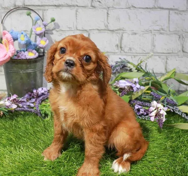 Female Cavalier King Charles Spaniel puppy for sale at Waggles Greensboro.
