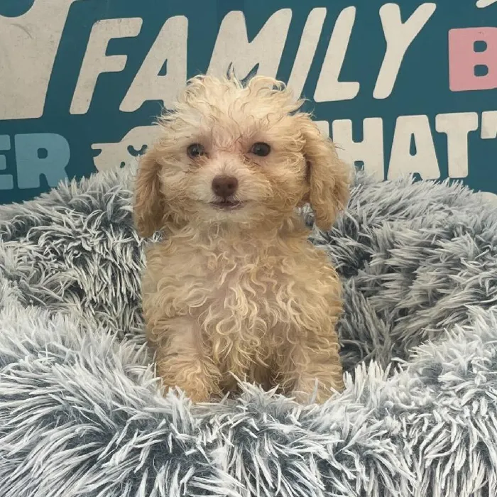 Female Mini Poodle puppy named Sophie for sale at Waggles Charlotte.