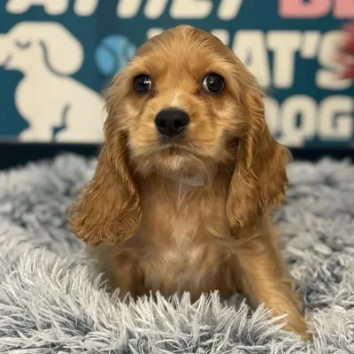 Male Cocker Spaniel Puppy for Sale in Charlotte, NC