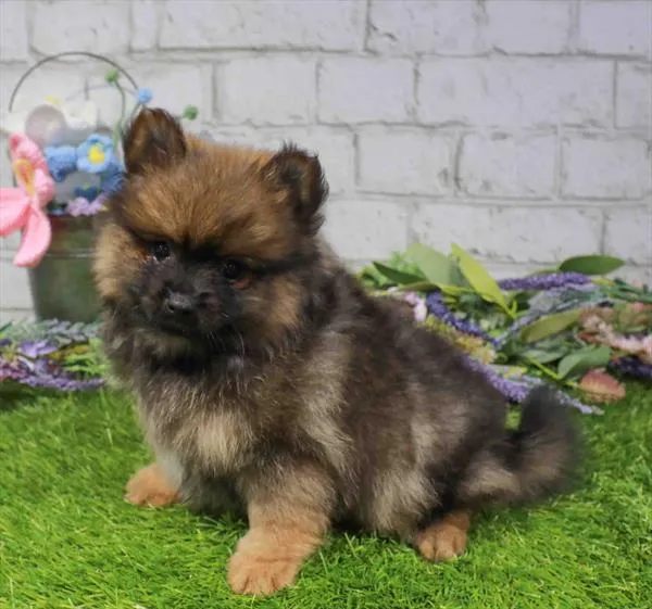 Male Pomeranian puppy named Bruce for sale at Waggles Greensboro.