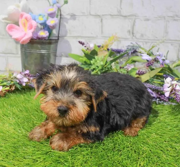 Male Yorkie puppy named Zane for sale at Waggles Raleigh.