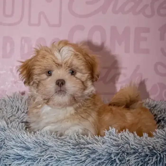 Male Lhasa Apso puppy named Paddington for sale at Waggles Greensboro.