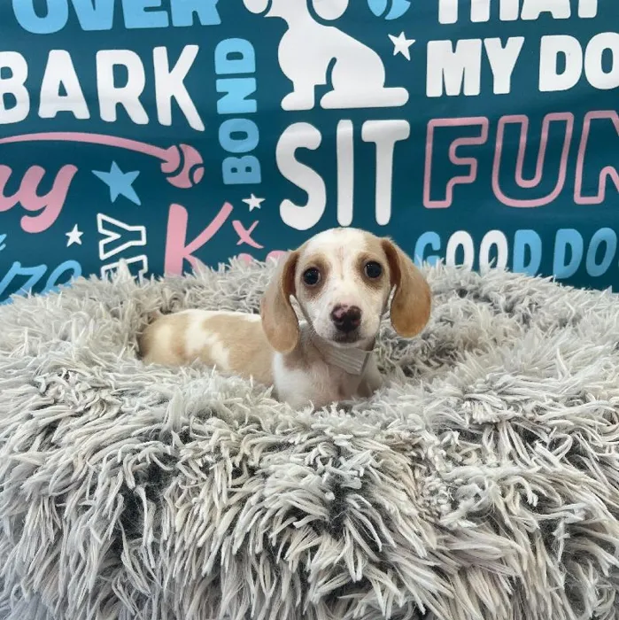 Male Dachshund Puppy for Sale in Charlotte, NC
