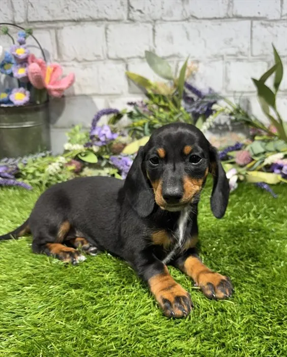 Female Dachshund puppy named Nani for sale at Waggles Greensboro.