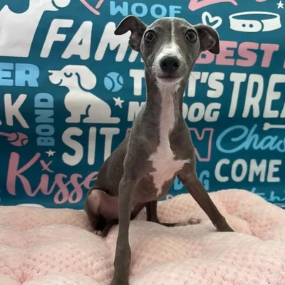 Male Italian Greyhound Puppy for Sale in Charlotte, NC