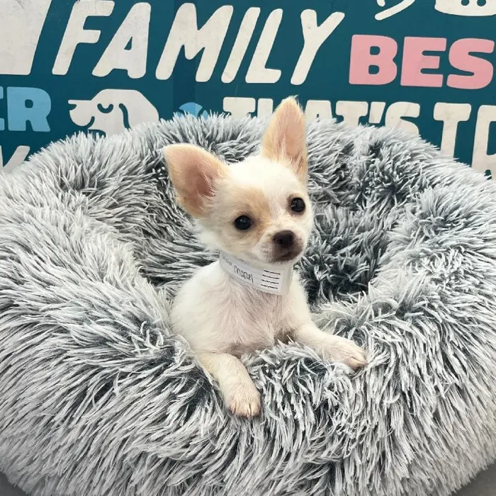Female Chihuahua puppy named Chanel for sale at Waggles Charlotte.