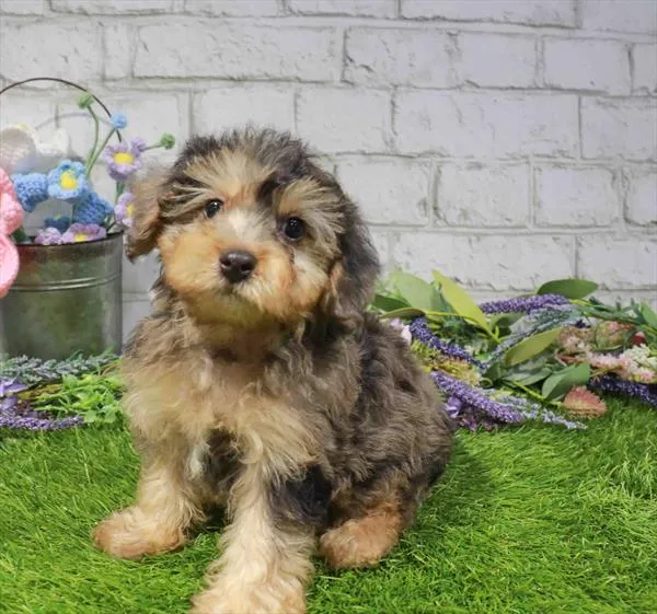 Male Yorkie-Poo puppy named Quill for sale at Waggles Charlotte.