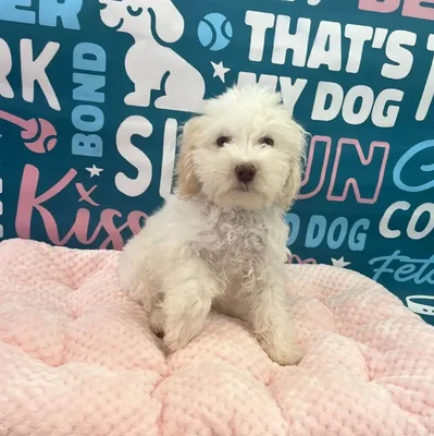 Male Havapoo Puppy for Sale in Charlotte, NC